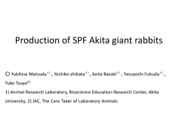 大型ウサギの実験動物化