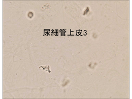 尿細管上皮3 - 千葉県臨床検査技師会