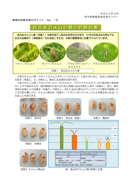斑点米カメムシ類の防除対策