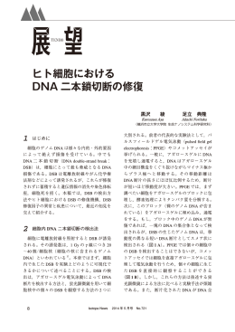 ヒト細胞における DNA 二本鎖切断の修復