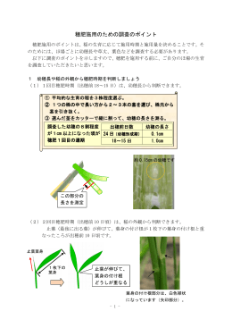 穂肥施用のための調査のポイント (7月)