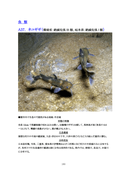 脊椎動物（魚類） (ファイル名：22kisyorisuto_sakana サイズ