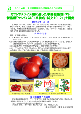 カットやスライス用に適した単為結果性トマト 新品種「サンドパル