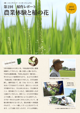 農業体験と稲の花 - 株式会社ハミングバード・インターナショナル