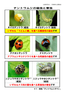 テントウムシの益虫と害虫 - 公益財団法人尼崎緑化公園協会