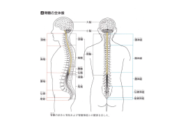脊髄の全体像
