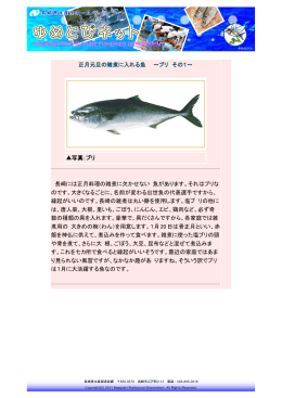 正月元旦の雑煮に入れる魚 ～ブリ その1～ 写真：ブリ 長崎には正月