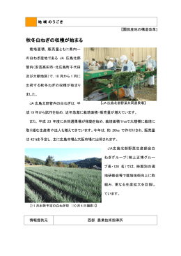 秋冬白ねぎの収穫が始まる (PDFファイル)