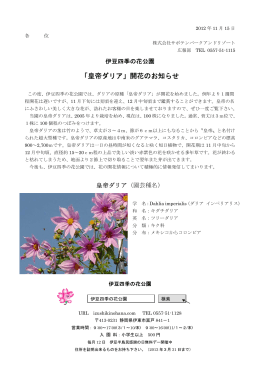 「皇帝ダリア」開花のお知らせ