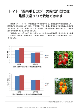 トマト`湘南ポモロン`の促成作型では 最低夜温8℃で栽培でき