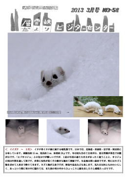 ＜ イイズナ ～ 2月＞ イタチ科イタチ属に属する哺乳類です。日本では