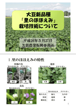 大豆新品種 「里のほほえみ」 栽培技術について