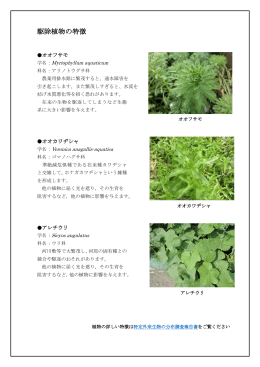 駆除植物の特徴（PDF 316 KB）