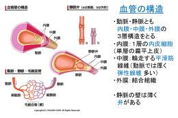 血管の構造