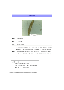 オオミドリムシ 分類 ミドリ虫藻綱 種名 オオミドリムシ 学名