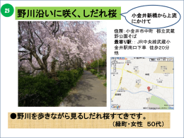 野川沿いに咲く、しだれ桜