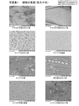 写真集1 植物の表面（気孔や毛） - 島根大学 研究機構 総合科学研究
