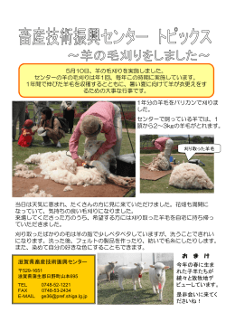5月10日 羊の毛刈りをしました（PDF：466KB）