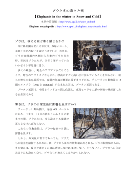 ゾウと冬の寒さと雪 【 】 Elephants in the winter in Snow and Cold