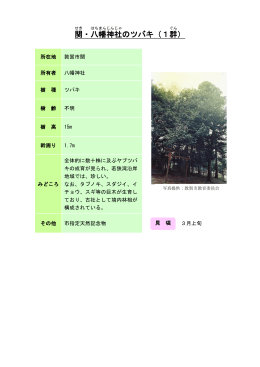 8若狭：関・八幡神社のツバキ（1群）（PDF形式 170キロバイト）