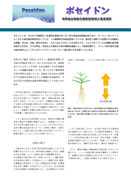 海草抽出物配合最新型根域土壌浸透剤