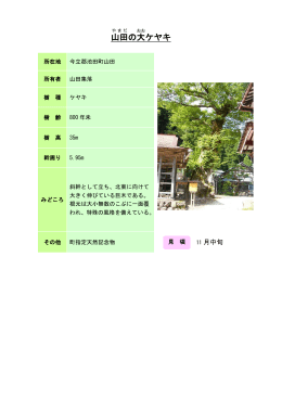 47丹南：山田の大ケヤキ（PDF形式 190キロバイト）