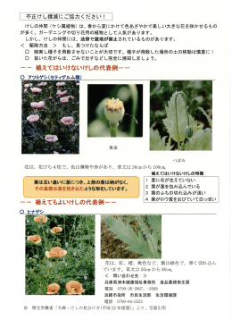 けしの仲間 (ケシ属植物) は、 春から夏にかけて色あざやかで美しい
