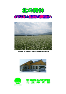 【作付面積、生産量ともに日本一を誇る幌加内町の蕎麦畑】