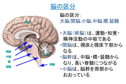 脳の区分