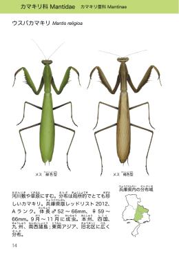 カマキリ科 Mantidae カマキリ亜科 Mantinae ウスバカマキリ Mantis