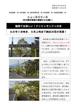 ニュースリリース ただ今 5 分咲き、5月上旬まで純白の花が見頃！ 福岡