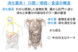 消化器系1 口腔／咽頭／食道の構造