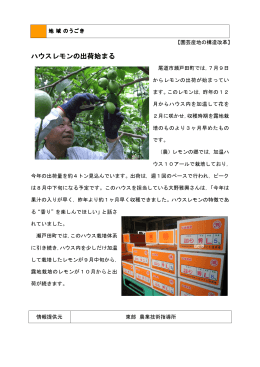 ハウスレモンの出荷始まる(瀬戸田町） (PDFファイル)