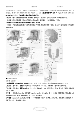 勉強会資料 発生各論 田中健一 7 ・中腸は伸びるにつれて、腹側へU字