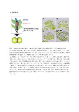 8．添付資料： 左：葉緑体は分裂面に輪っか状に存在する葉緑体分裂