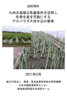九州の温暖な気象条件を活用し冬季生産を可能にするアスパラガス伏せ