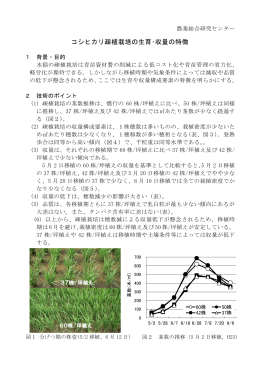 コシヒカリ疎植栽培の生育・収量の特徴（PDF：312KB）