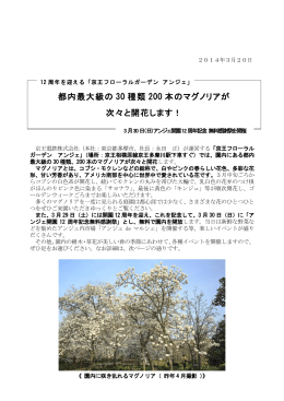 都内最大級の30種類200本のマグノリアが次々と開花します