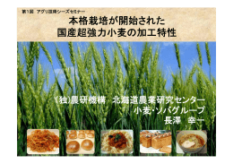 本格栽培が開始された 国産超強力小麦の加工特性