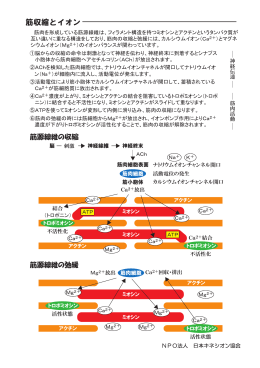 筋収縮とイオン - 日本キネシオン協会