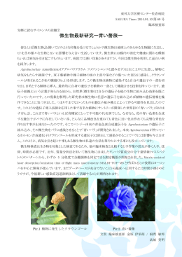 微生物最新研究ー青い薔薇ー