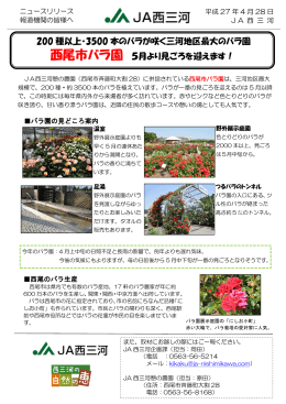 200 種以上・3500 本のバラが咲く三河地区最大のバラ園 西尾市バラ園