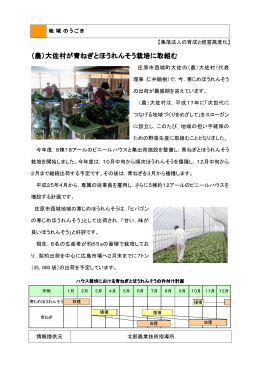 （農）大佐村が青ねぎとほうれんそう栽培に取組む (PDFファイル)