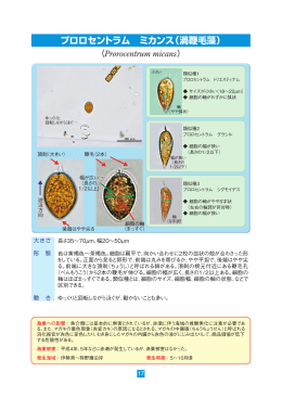 プロロセントラム ミカンス（渦鞭毛藻） （Prorocentrum micans）