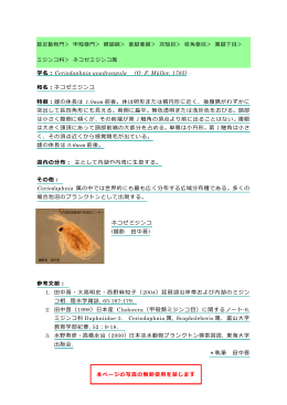 Ceriodaphnia quadrangula（PDF：138KB）