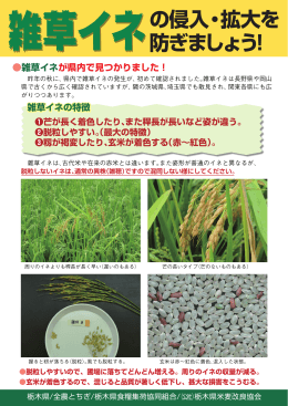 雑草イネの侵入拡大を防ぎましょう - 公益社団法人 栃木県米麦改良協会
