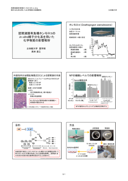 琵琶湖固有魚種ホンモロコの in vitro精子分化系を用いた 化学物質の