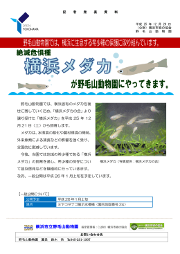 野毛山動物園では、横浜固有のメダカを後 世に残していくため、「横浜