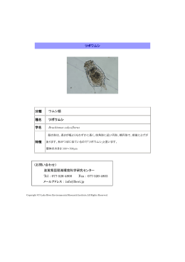 ツボワムシ 分類 ワムシ類 種名 ツボワムシ 学名 Brachionus