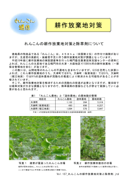 Vol.137_れんこんの耕作放棄地対策と除草剤